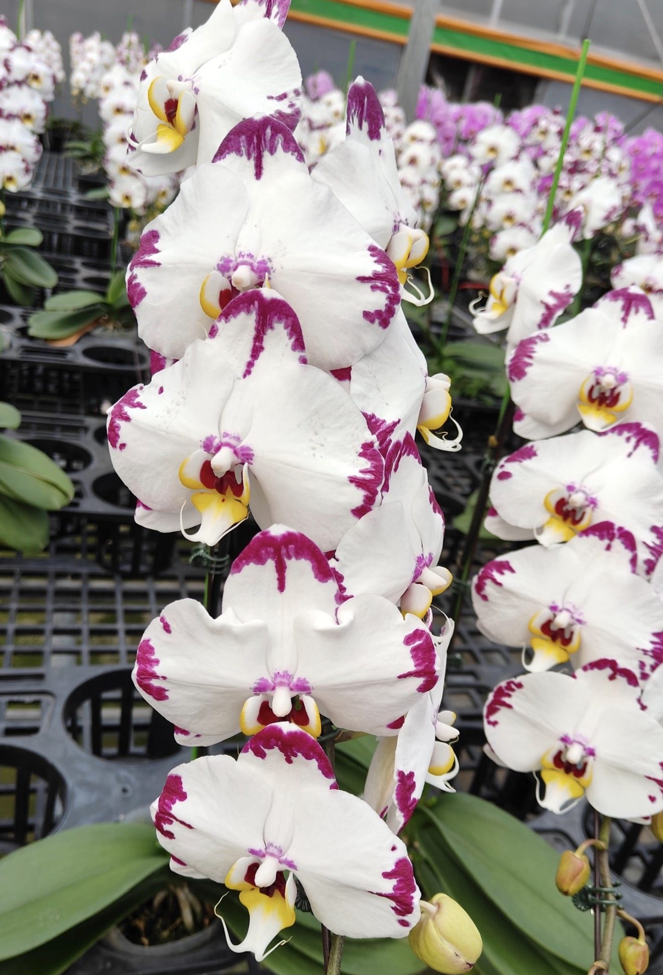 蝴蝶兰【海蓝之谜】2.8寸杯带花剑 瑕疵苗 三片叶,鲜花速递/花卉仿真/绿植园艺,国兰/杂交兰/洋兰类,淘宝优惠券,粉丝福利购,淘宝优惠卷