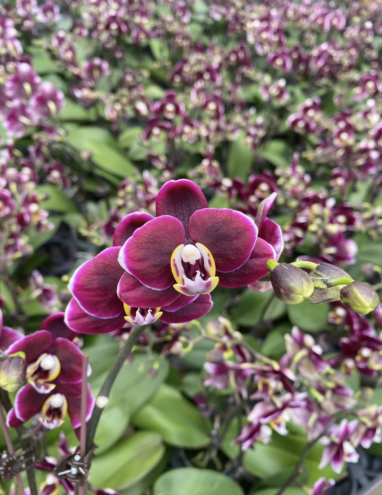 （任意两颗包邮）蝴蝶兰【巧克力】2.8寸杯 带花剑,鲜花速递/花卉仿真/绿植园艺,国兰/杂交兰/洋兰类,淘宝优惠券,粉丝福利购,淘宝优惠卷