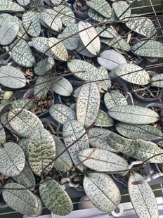 高货蝴蝶兰【银叶西】2.5寸杯 带花剑 树皮植料