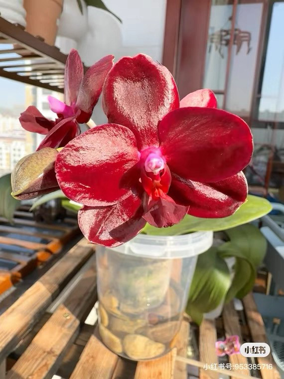 蝴蝶兰原生苗【瑞纳斯】2.8寸杯不带花剑（苗不大 根系一般）,鲜花速递/花卉仿真/绿植园艺,国兰/杂交兰/洋兰类,淘宝优惠券,粉丝福利购,淘宝优惠卷