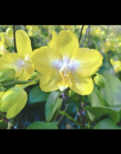 蝴蝶兰【阿雷佐】2.8寸杯 带花剑 开花有香