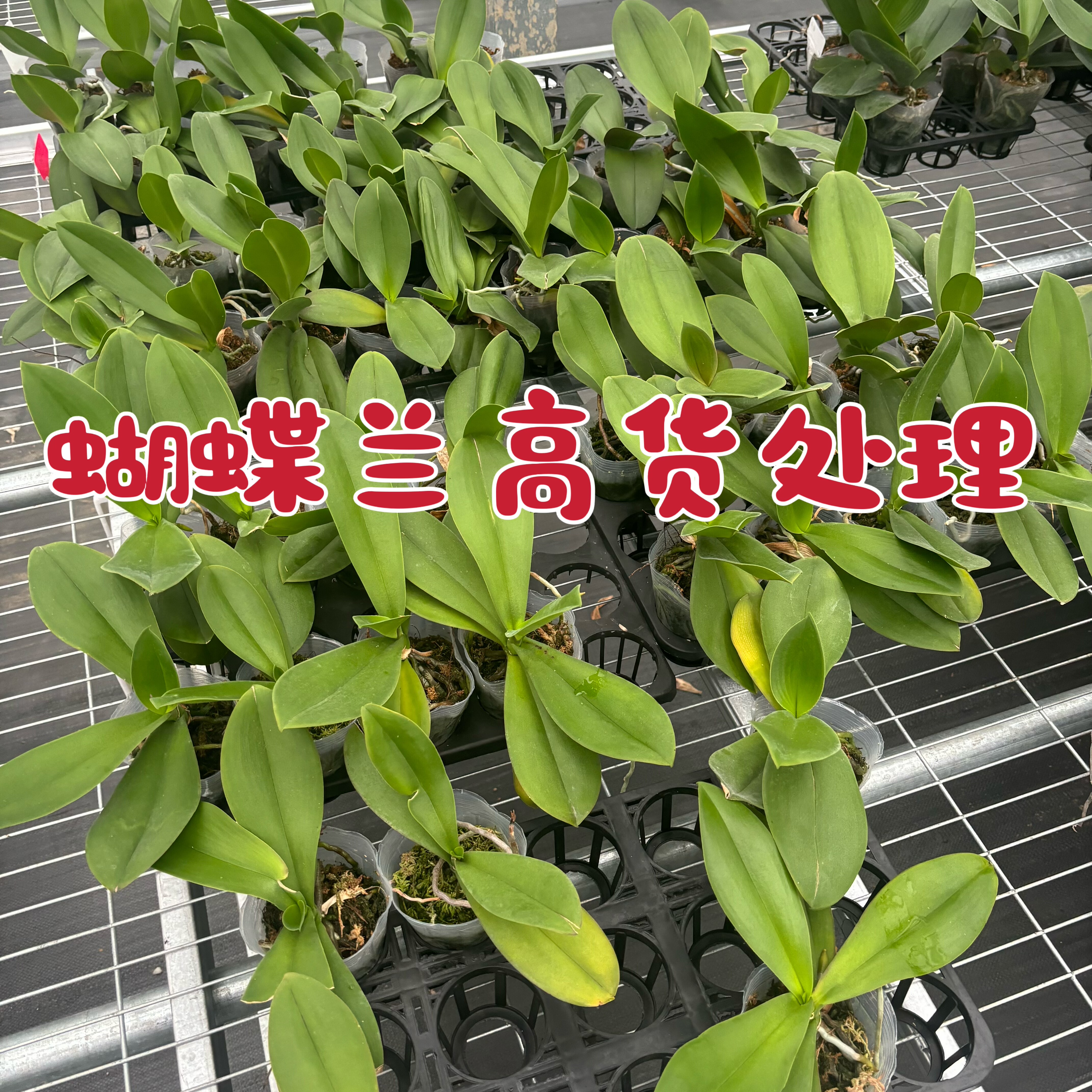 蝴蝶兰【高货处理瑕疵破损苗链接】两颗包邮没任何售后