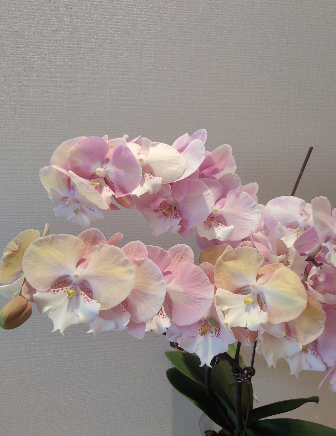 蝴蝶兰（彩虹独角兽）2.8寸杯带花剑