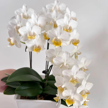 蝴蝶兰【刘氏幻想】2.8寸杯带花剑（根系一般）