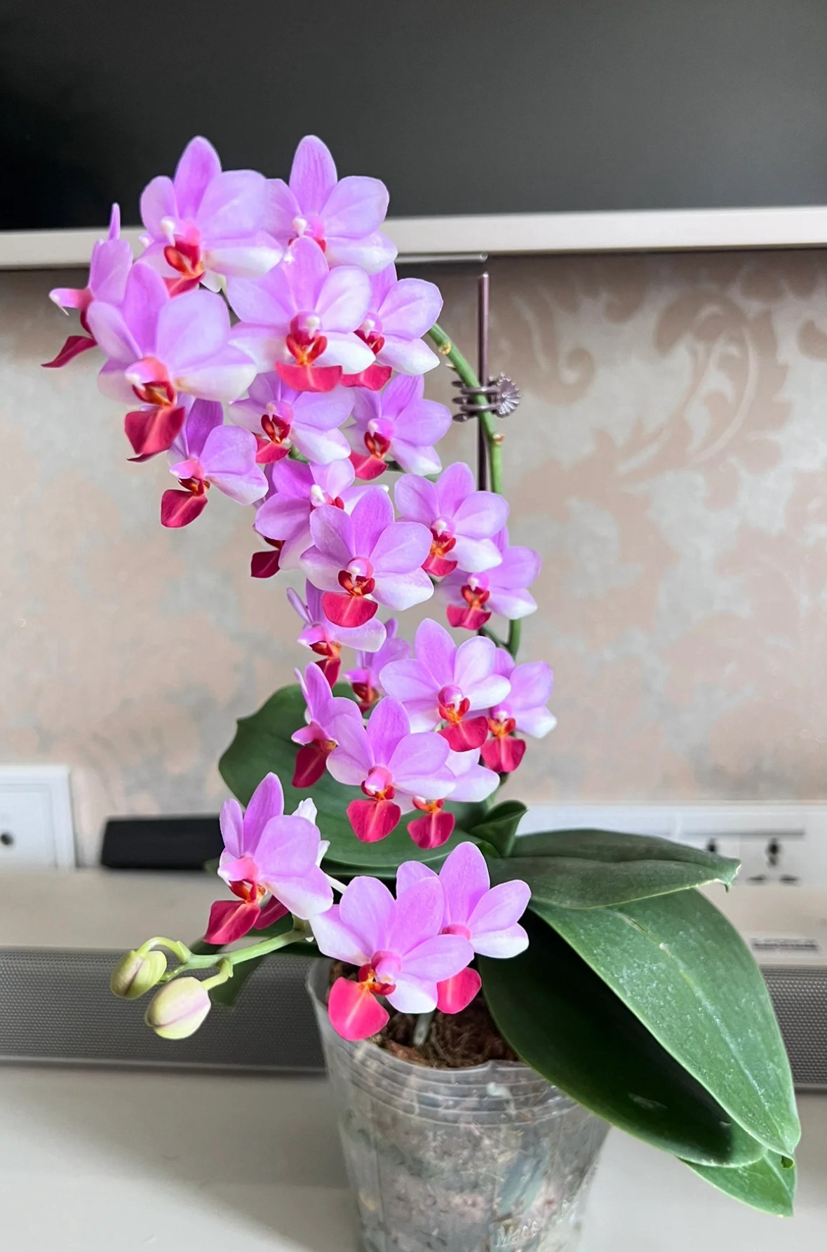 蝴蝶兰【贝瑞王子】3.0加高杯叶损或者叶心剑【两个花剑及以上】,鲜花速递/花卉仿真/绿植园艺,国兰/杂交兰/洋兰类,淘宝优惠券,粉丝福利购,淘宝优惠卷