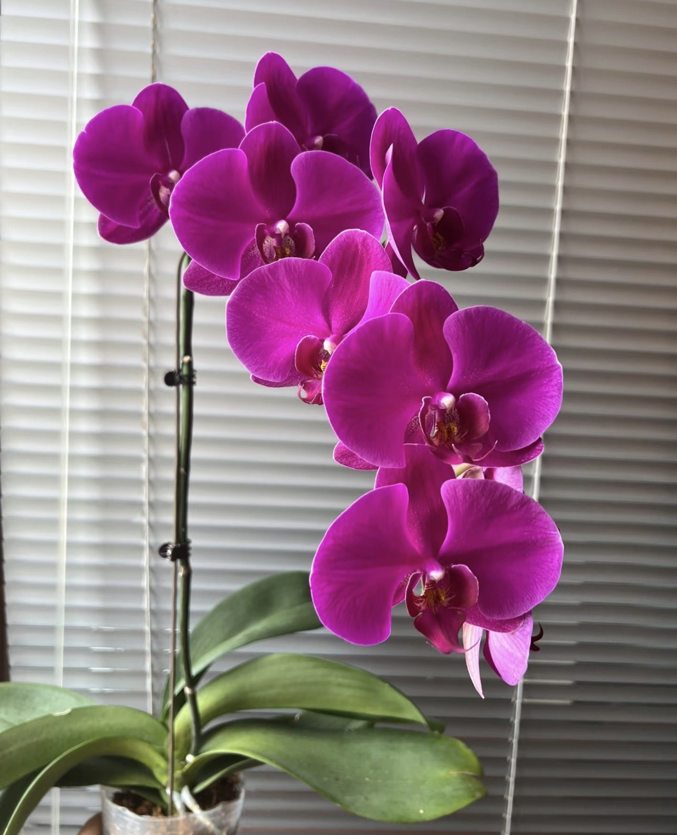 蝴蝶兰【大辣椒】2.8寸杯带花剑