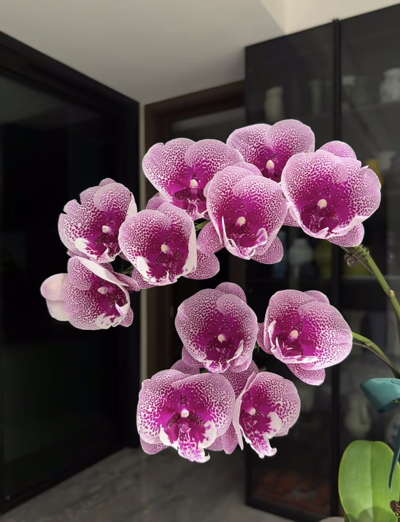 蝴蝶兰【CH2352 超群锦鲤】2.8寸杯带花剑,鲜花速递/花卉仿真/绿植园艺,国兰/杂交兰/洋兰类,淘宝优惠券,粉丝福利购,淘宝优惠卷