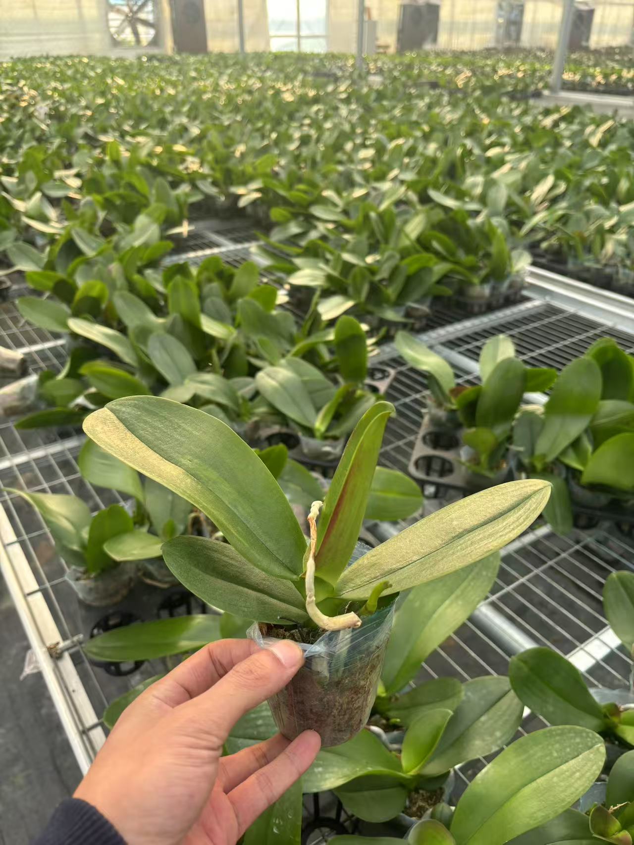 【19.9一组3棵带花剑）蝴蝶兰破损苗2.8寸杯 随机发 无售后