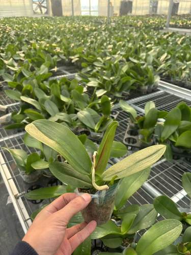 【19.9一组3棵带花剑）蝴蝶兰破损苗2.8寸杯 随机发 无售后