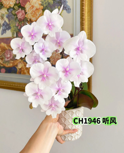 蝴蝶兰【超群听风CH1946】2.8寸杯 剪梗发货