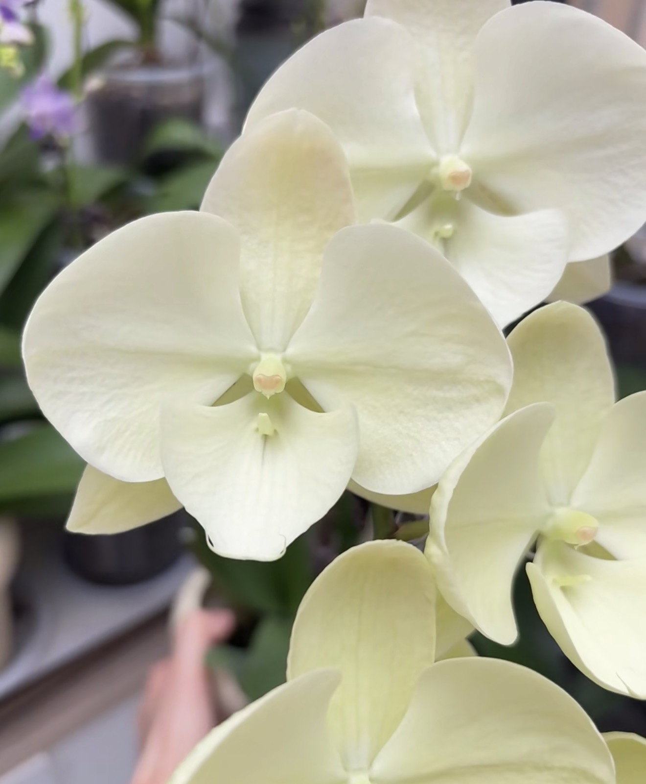 蝴蝶兰【ch2118 水灵】2.8寸杯 不带花剑