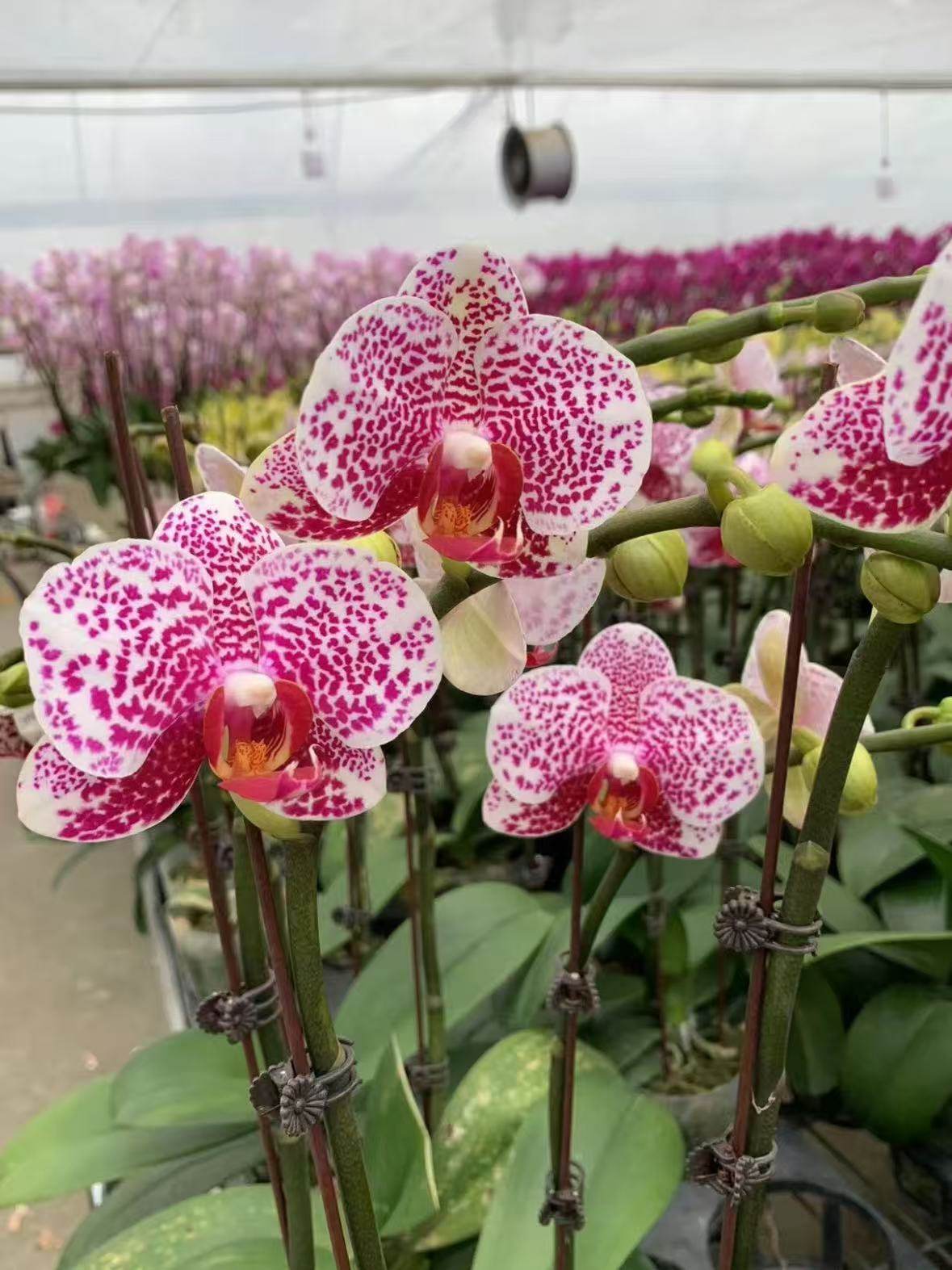 蝴蝶兰【黑杰克】3.0寸加高杯 带花剑 剪过初梗,鲜花速递/花卉仿真/绿植园艺,国兰/杂交兰/洋兰类,淘宝优惠券,粉丝福利购,淘宝优惠卷