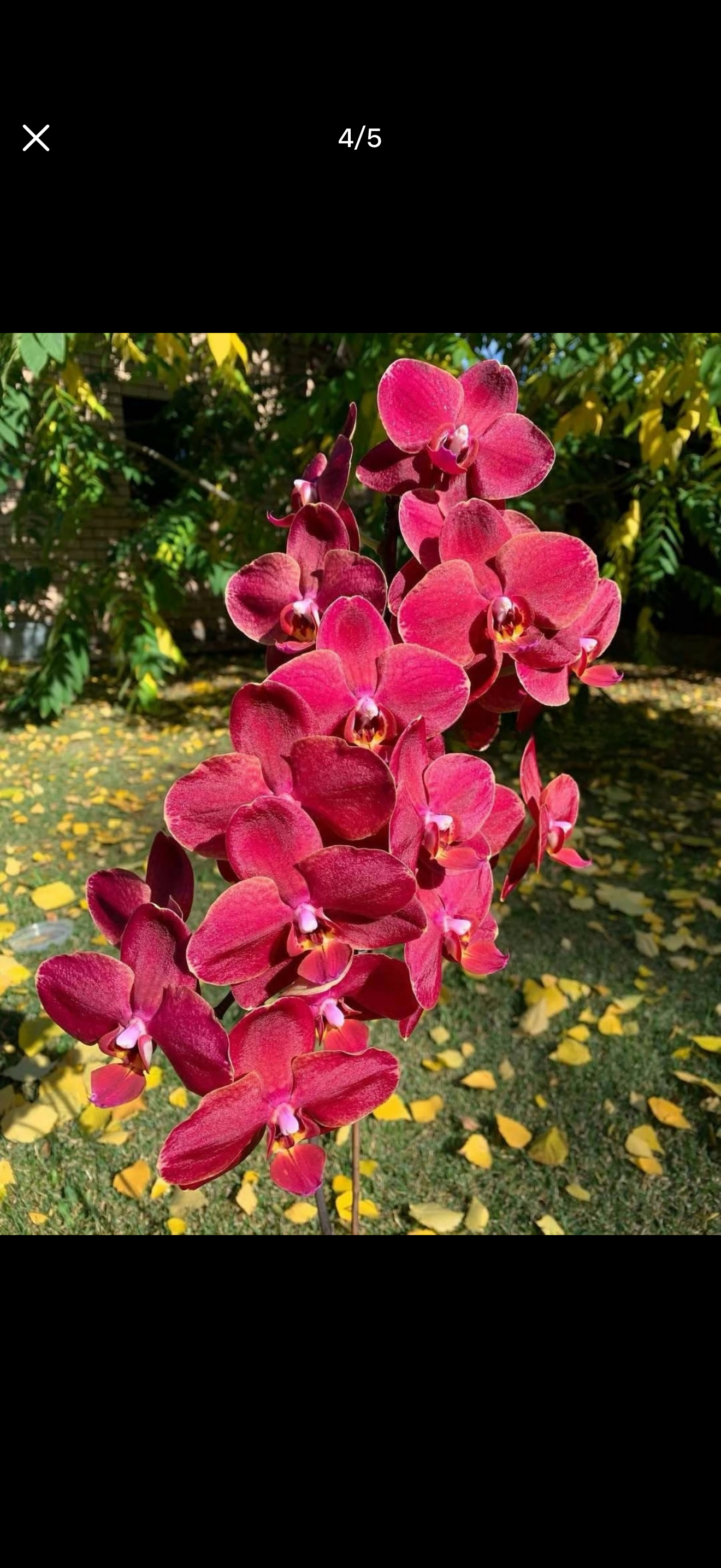 蝴蝶兰【突尼斯】2.8寸杯 带花剑,鲜花速递/花卉仿真/绿植园艺,国兰/杂交兰/洋兰类,淘宝优惠券,粉丝福利购,淘宝优惠卷