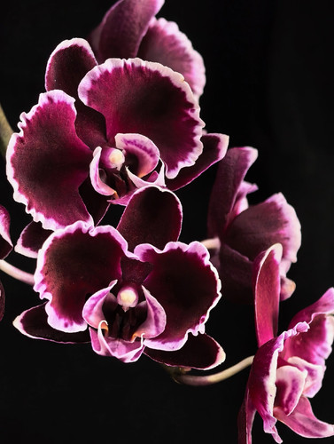 蝴蝶兰【拉丁舞裙】2.8寸杯 不带花剑 叶损苗