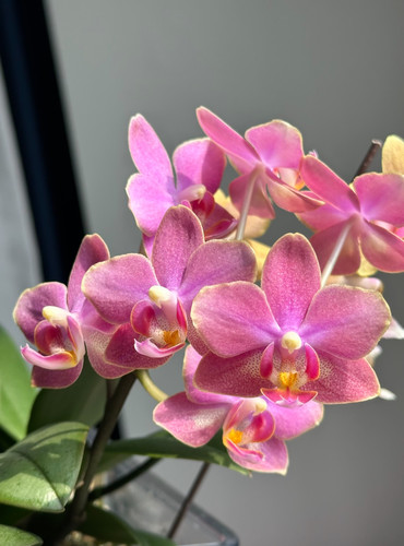 蝴蝶兰【七里香】3.0寸杯 不带花剑