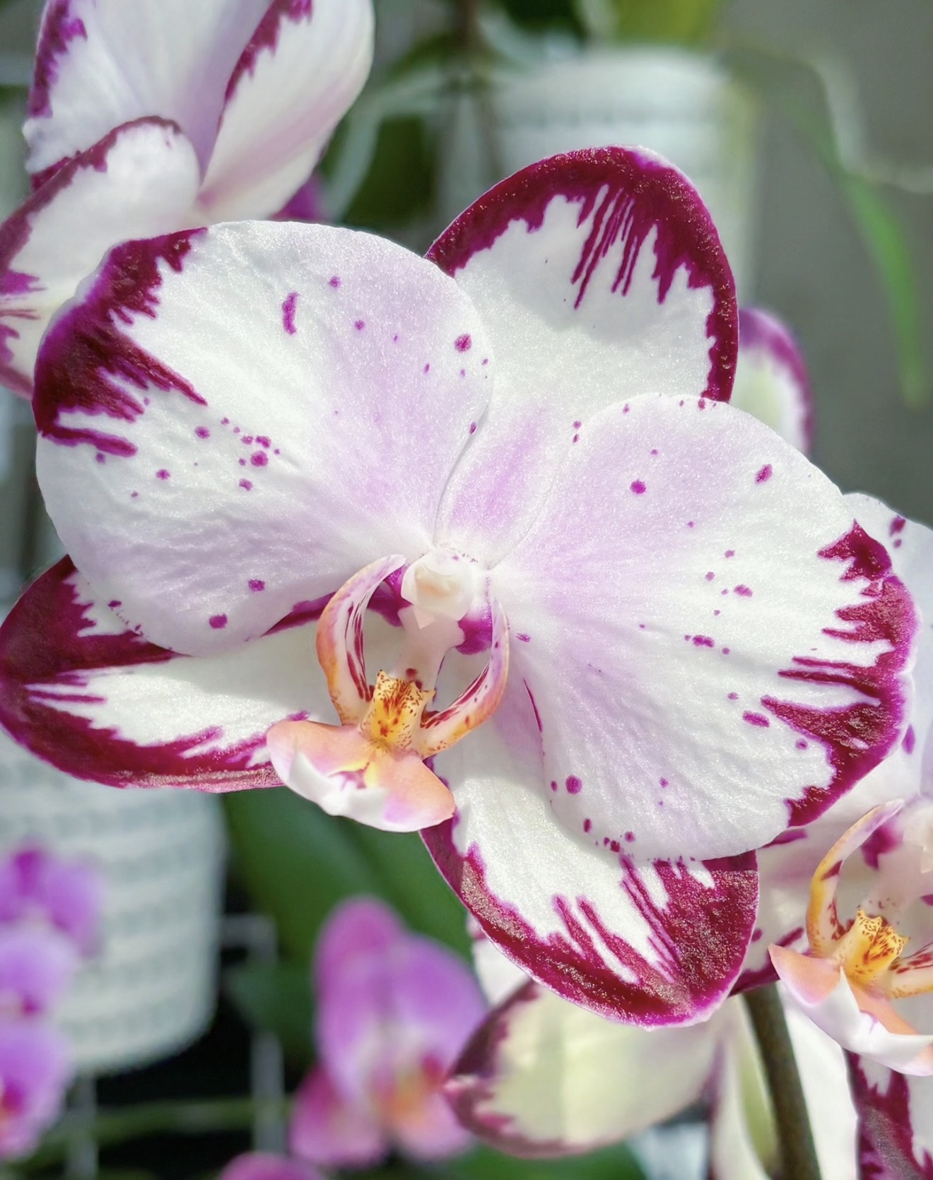 蝴蝶兰【哈根达斯】2.8寸杯 苗不大（返祖不售后）