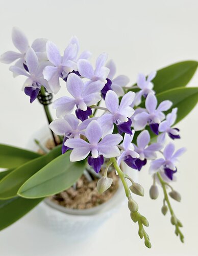 蝴蝶兰【湾湾原版小茴紫】3.0寸杯 不带花剑