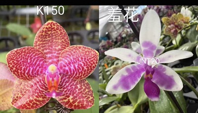 蝴蝶兰【 羞花交K150 】1.7寸宝宝苗 不带花剑
