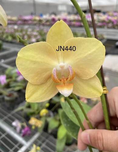 蝴蝶兰【鼎汉JN440】2.5寸杯 不带花剑 剪过春梗 叶损 无售后