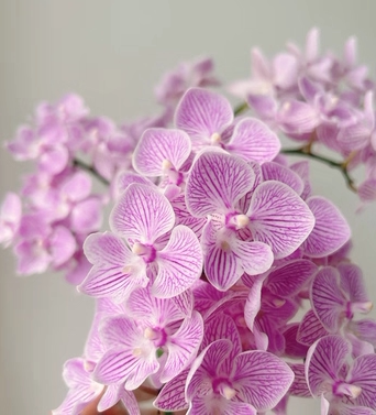 蝴蝶兰【樱花大舌头】2.8寸杯 带单花剑