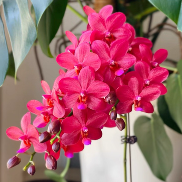 蝴蝶兰【梦幻女郎】3.0加高杯 不带花剑,鲜花速递/花卉仿真/绿植园艺,国兰/杂交兰/洋兰类,淘宝优惠券,粉丝福利购,淘宝优惠卷