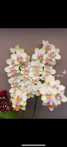 蝴蝶兰【祥云】2.8寸杯 不带花剑