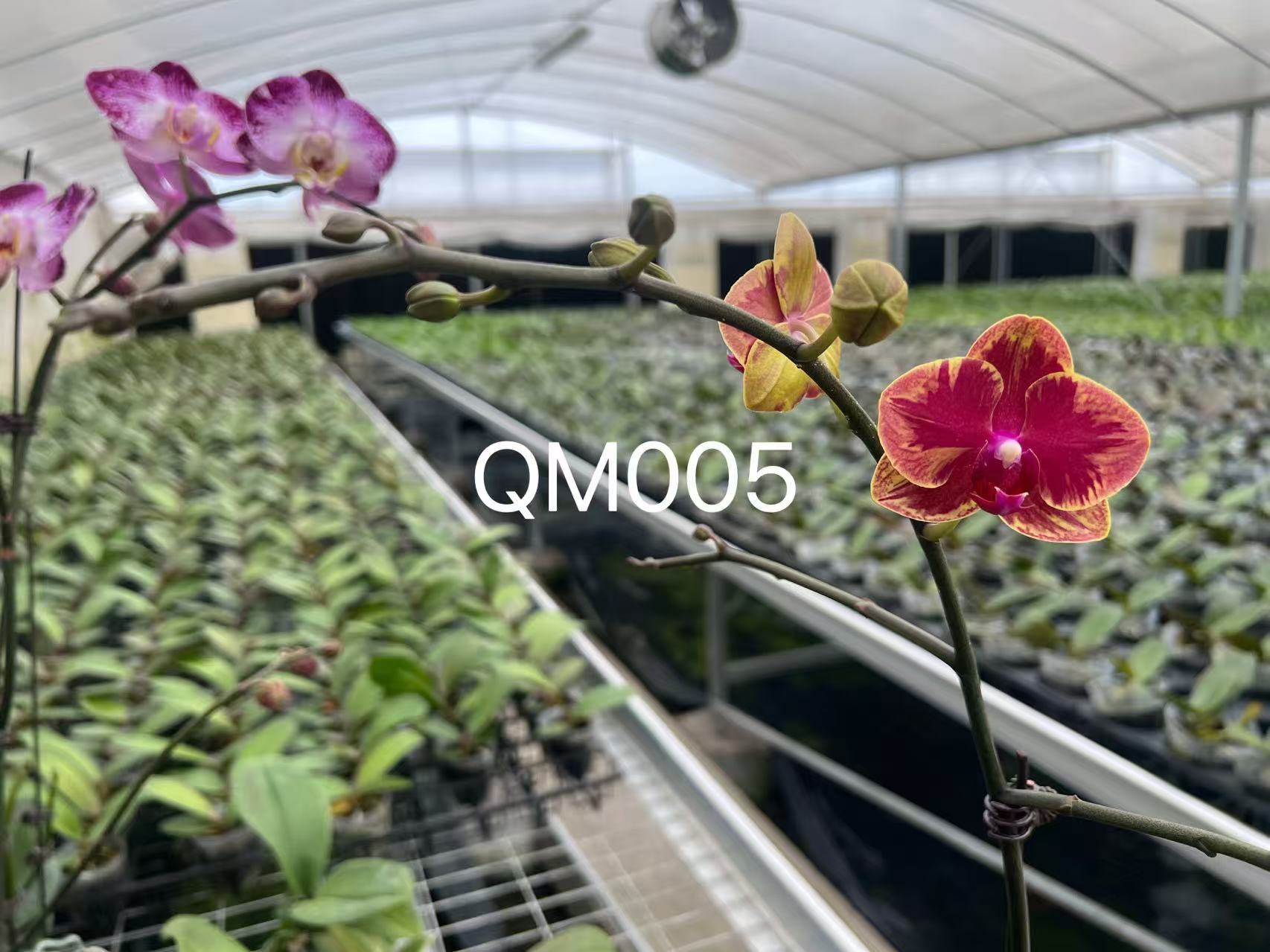 蝴蝶兰【新品QM005】3.0蝴蝶兰