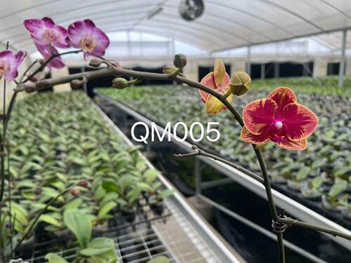 蝴蝶兰【新品QM005】3.0寸杯 不带花剑