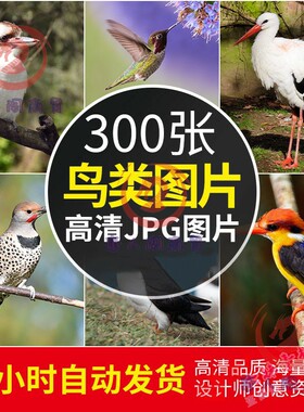 高清鸟类图片飞鸟翠鸟蜂鸟老鹰摄影特写照片电脑壁纸绘画素材图库