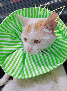 Cozy Anti-bite toperative Recovery Wound Healing Collar