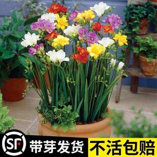 开花好养花卉香雪 香雪兰花盆栽带芽带花小苍兰种球室内阳台四季