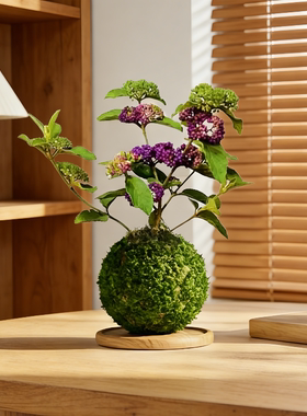 紫珠苔藓球苔玉盆栽稀有带果好养活绿植耐寒室内阳台紫色观果植物