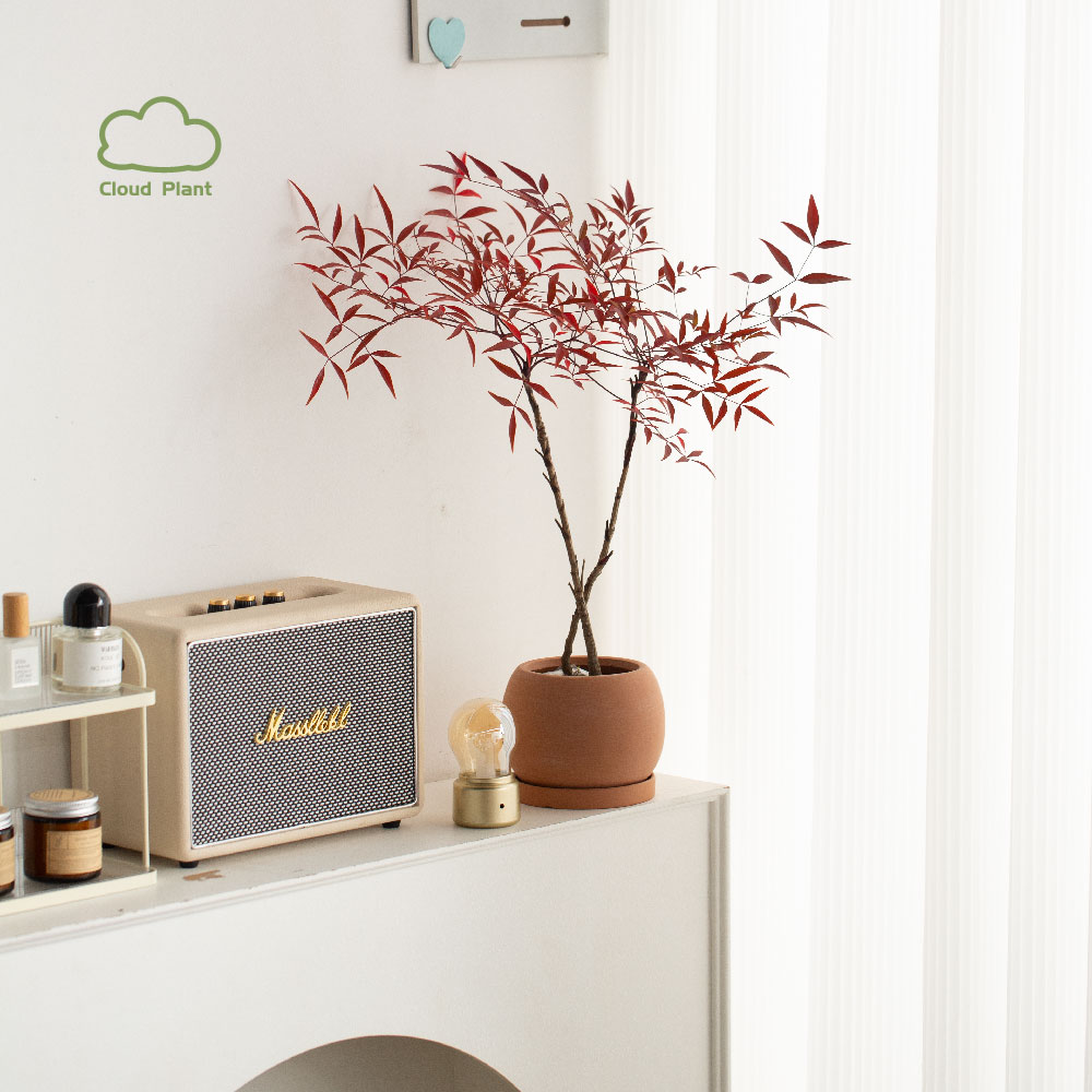 南天竹盆栽室内客厅桌面绿植花卉水培观叶火焰植物好养活老桩盆景