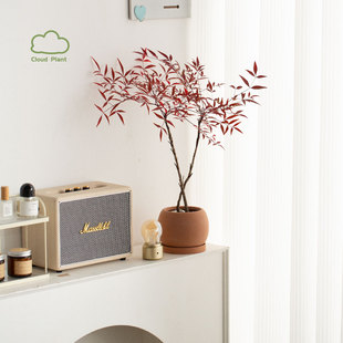 南天竹盆栽室内客厅桌面绿植花卉水培观叶火焰植物好养活老桩盆景