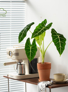 北欧风绿天鹅绒海芋室内阳台观叶花卉植物净化空气绿植盆栽好养活