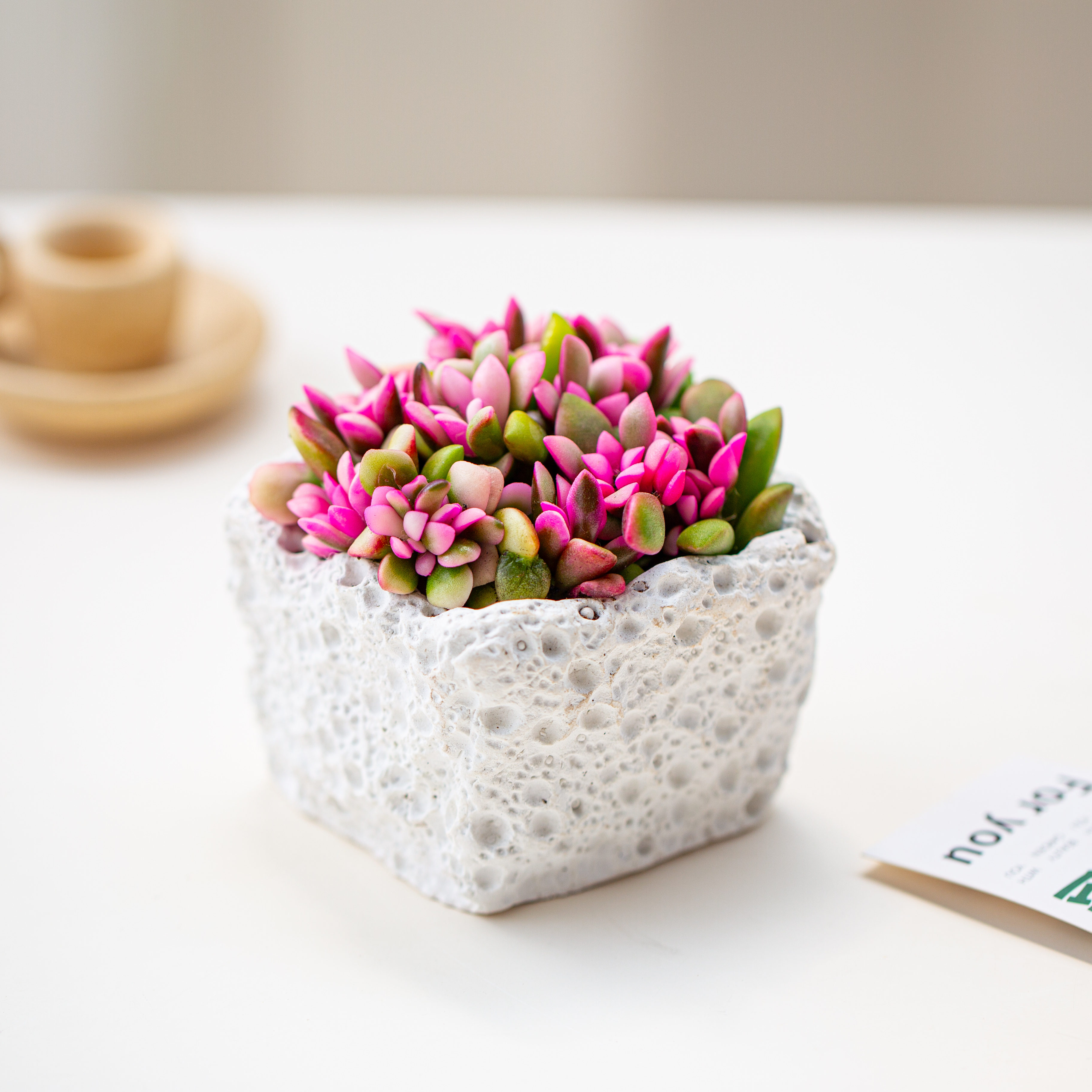 吹雪之松多肉植物盆栽室内好养活绿植懒人办公室桌面净化空气盆景