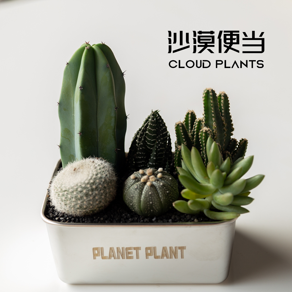 沙漠便当多肉植物创意礼物盆栽