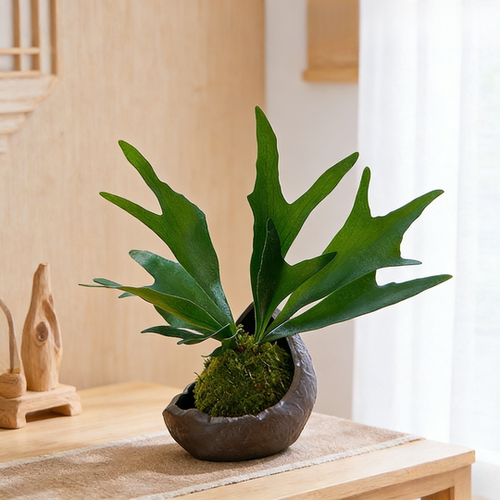 壁挂鹿角蕨苔藓球挂墙绿植室内桌面家居小盆栽中古装饰风摆件植物