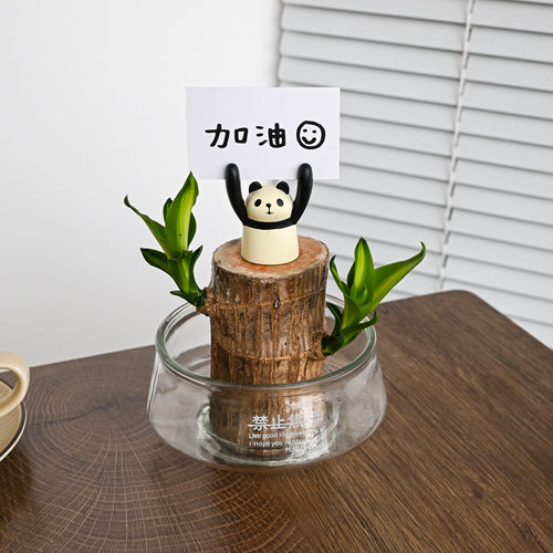巴西木盆栽办公室内桌面工位植物水培绿植懒人好养趣味盆景创意花