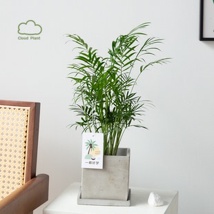 白云植物 | 一椰好梦袖珍椰子树盆栽室内盆景创意绿植礼物花卉ins