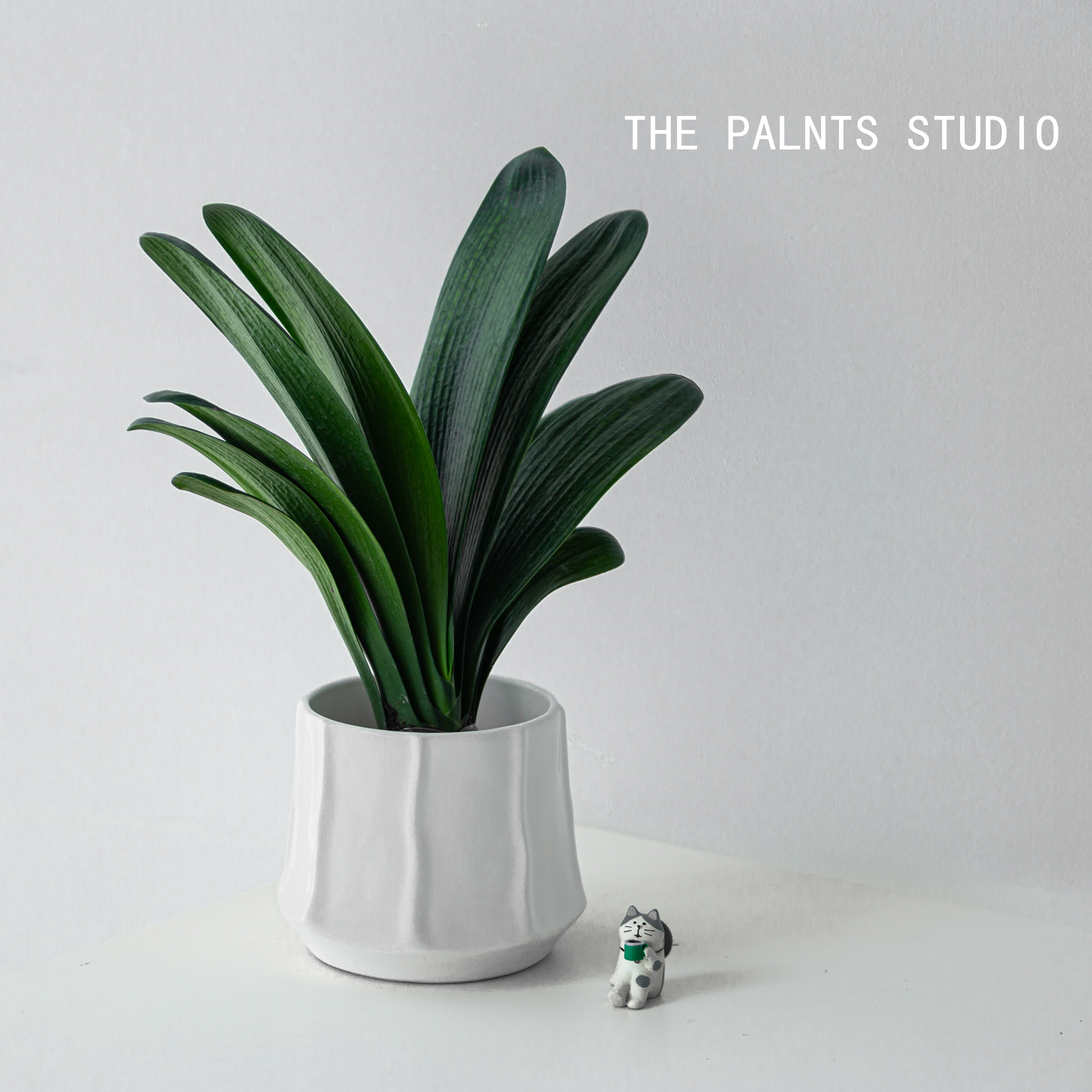 君子兰盆栽室内绿植好养易活 美化桌面植物 教师节送长辈创意礼物