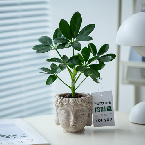 八方来财鸭脚木七叶莲室内桌面绿植小盆栽工位摆件好养活招财植物
