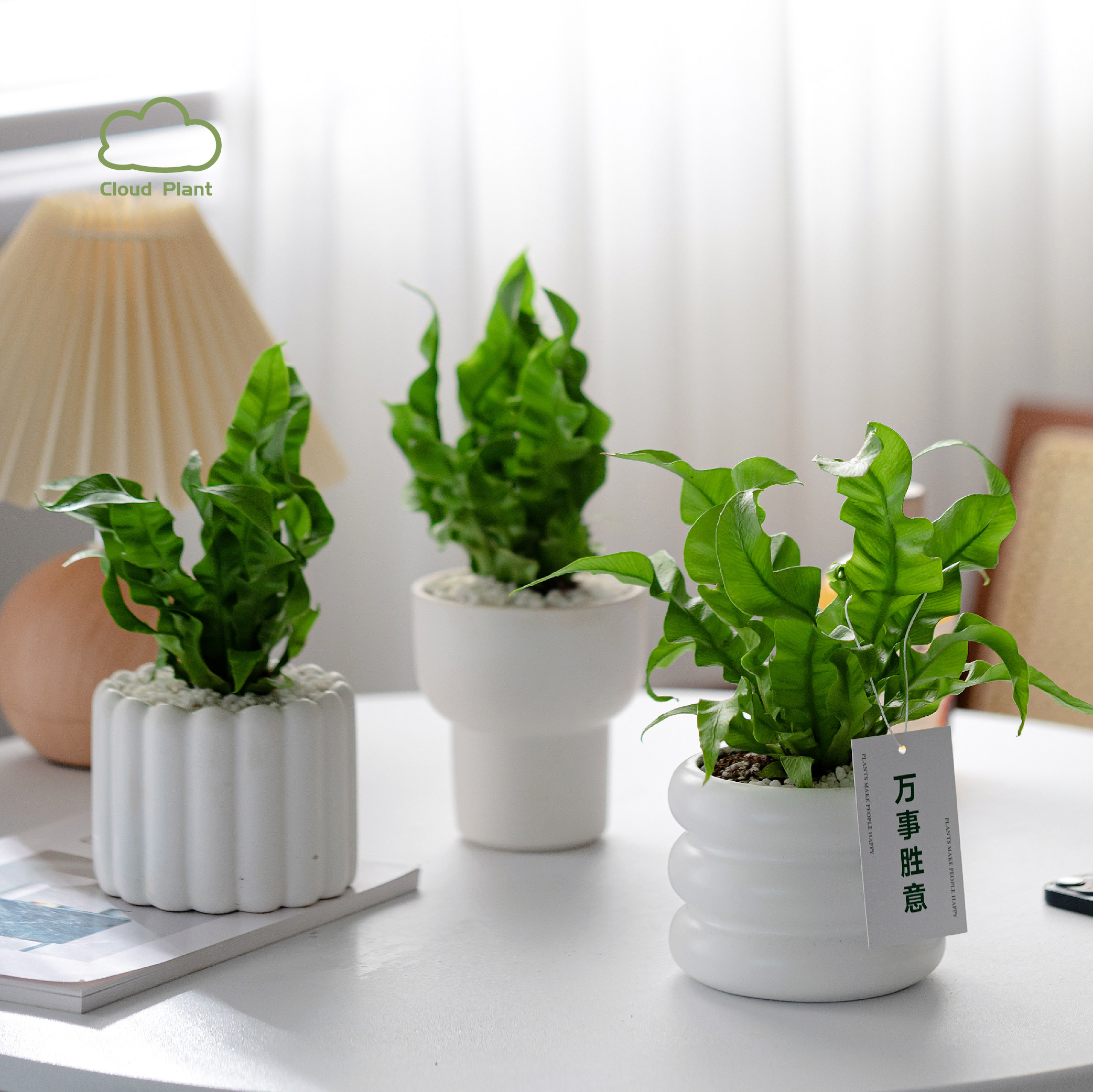 火焰鸟巢蕨北欧ins风室内喜阴绿植物净化空气除甲醛盆栽生日礼物