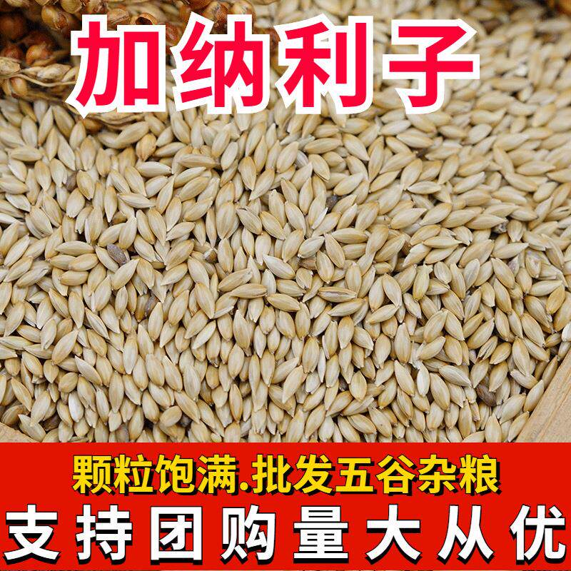 加纳利子特惠新鹦鹉鸟食油尖粟白尖金丝雀仔草庐籽鸟食