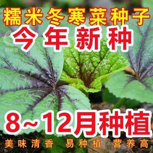 糯米冬寒菜种子苋菜冬葵菜滑肠菜高钙蔬菜种籽四季种蔬菜种子