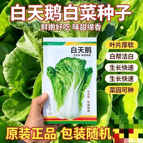 白雪天鹅白菜种子 生长快叶柄肥厚 耐运输品质优秀蔬菜种子-