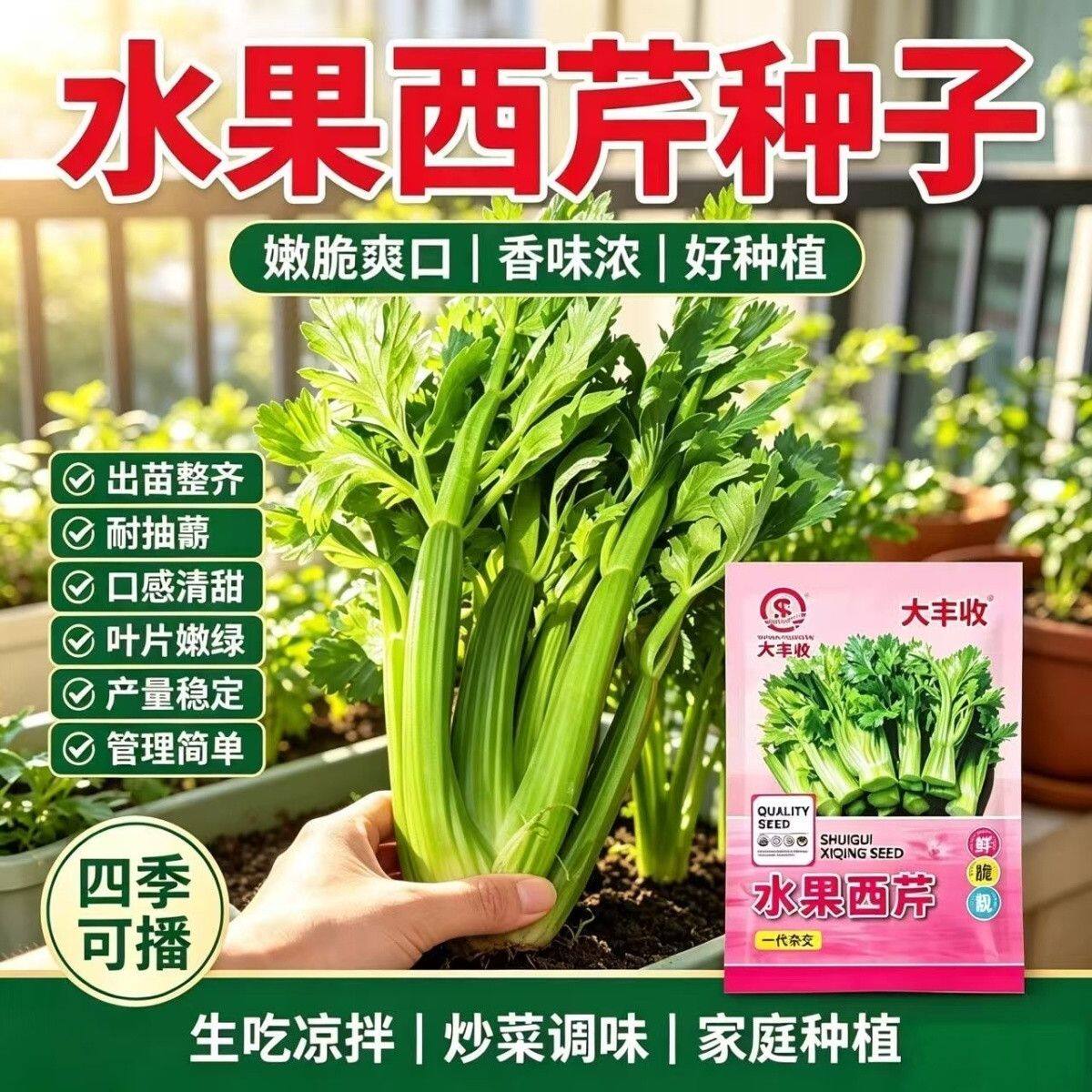 水果西芹种子四季可播生吃脆甜高家庭园艺种子