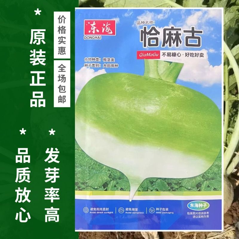 恰麻古种子恰玛古春播蔬菜种子布留克圆蔓菁种芜菁四季土苤蓝种子