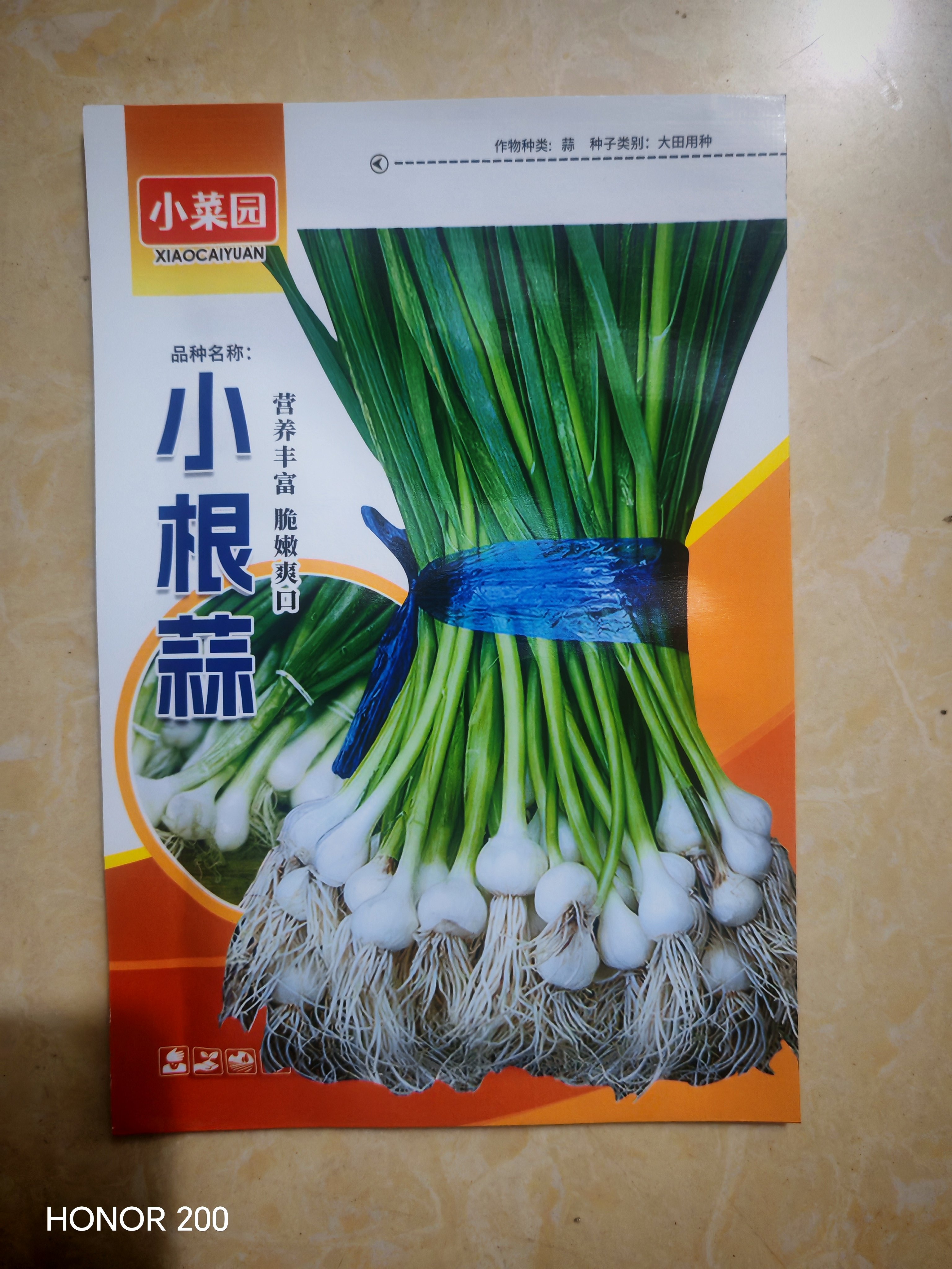 小根蒜种子野葱野蒜薤白种籽山蒜家庭园艺种子