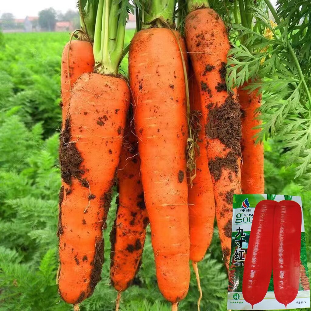九寸红胡萝卜菜种四季红胡萝卜种子高产非转基因夏季播种蔬菜菜籽